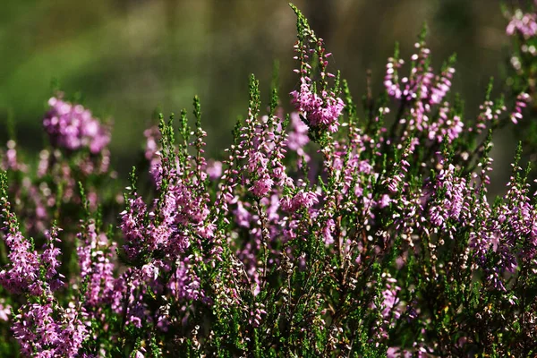 Yaz çiçekleri ve fundalıklar. Çan çalısı, Erica Calluna vulgaris güneş ışığında pembeleşir.