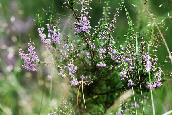 Yaz Çiçekleri Fundalıklar Çan Çalısı Erica Calluna Vulgaris Güneş Işığında — Stok fotoğraf