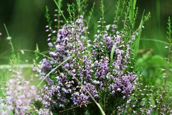 Yaz Çiçekleri Fundalıklar Çan Çalısı Erica Calluna Vulgaris Güneş Işığında — Stok fotoğraf