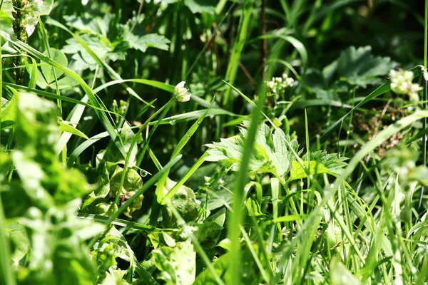 Parlak güneşli bir günde çayır çimenliği. Kapat.