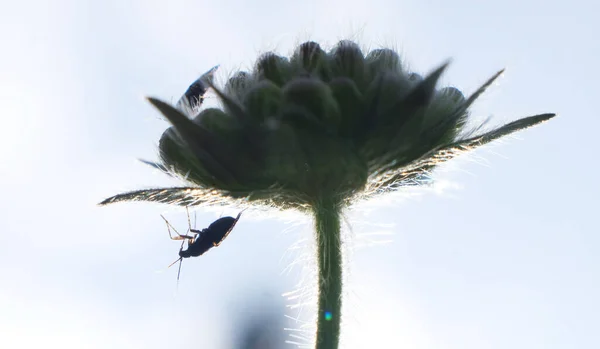 Gräsplan Äng Ljus Solig Dag Närbild — Stockfoto