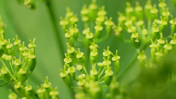 Gräsplan Äng Ljus Solig Dag Närbild — Stockfoto