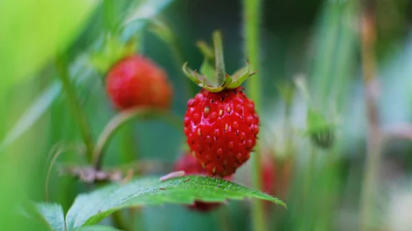 森林里美丽的草莓灌木 野草地上的红色草莓和白色的黄色花朵 — 图库照片