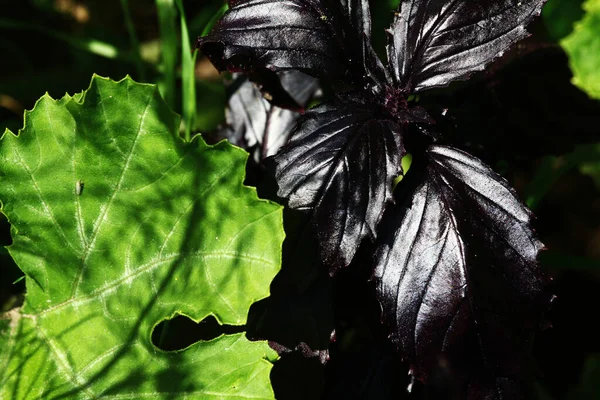 Schwarz Violettes Und Grünes Blatt Nahaufnahme Hintergrund Der Anlage — Stockfoto