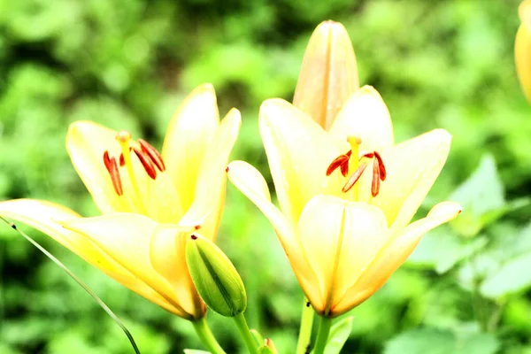 Macro photo nature blooming flower Lilium. Background texture blooming yellow flowers lily. Image of a plant June blooming yellow lily