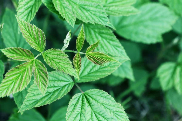 Himbeerpflanze Frühling Riesige Beerenvariante Himbeerblätter Selektiver Fokus Naturtextur — Stockfoto