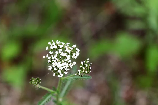 Vit Hortensia Blommor Med Gröna Blad Bakgrund — Stockfoto