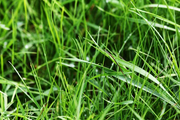 Chiudere Erba Fresca Densa Mattino Presto Sfondo Naturale — Foto Stock