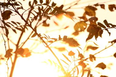 Soyut sonbahar arka planı, sonbahar ormanlarındaki ağaç dalı, parlak ılık güneş ışığı, altın sonbahar.