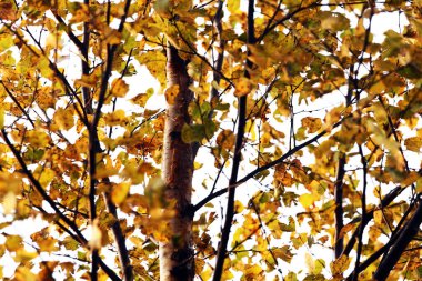 Sonbahar manzarası. Sonbahar ağacı gökyüzü arkaplanını bırakır.