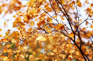 Sonbahar manzarası. Sonbahar ağacı gökyüzü arkaplanını bırakır.