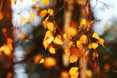 Sonbahar manzarası. Sonbahar ağacı gökyüzü arkaplanını bırakır.