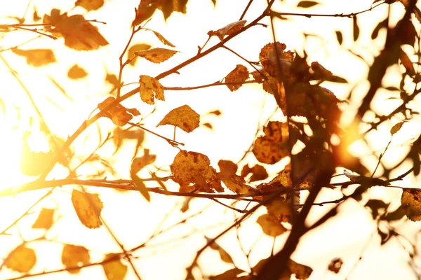 Abstract Autumn Background Tree Branch Autumnal Forest Bright Warm Sun — Stock Photo, Image