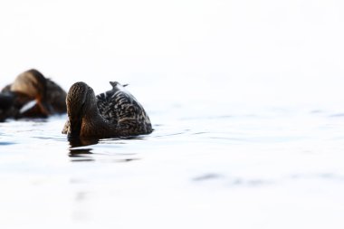 Bazı ördekler, berrak su, ördek ve yetişkin ördek yavruları, ördek sürüsü, su bitkileri, doğal yaşam alanı, yaz günü, güneşli hava, su yansımaları, gaga, birlikte yüzme havuzunda yüzerler.