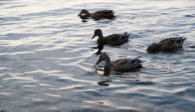 Bazı ördekler, berrak su, ördek ve yetişkin ördek yavruları, ördek sürüsü, su bitkileri, doğal yaşam alanı, yaz günü, güneşli hava, su yansımaları, gaga, birlikte yüzme havuzunda yüzerler.