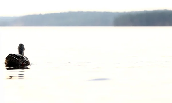 Several ducks swim in a pond with clear calm water, ducks and adult ducklings, duck flock, aquatic plants, natural habitat, summer day, sunny weather, water reflections, plumage, beak, swim together