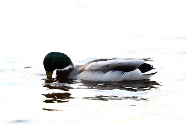 Several ducks swim in a pond with clear calm water, ducks and adult ducklings, duck flock, aquatic plants, natural habitat, summer day, sunny weather, water reflections, plumage, beak, swim together