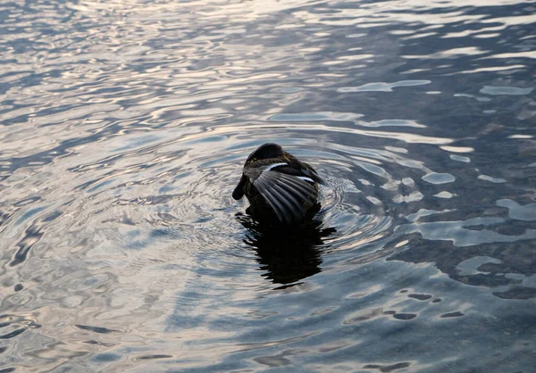 Mehrere Enten Schwimmen Einem Teich Mit Klarem Ruhigem Wasser Enten — Stockfoto