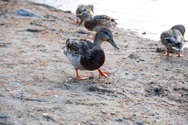 Bazı ördekler, berrak su, ördek ve yetişkin ördek yavruları, ördek sürüsü, su bitkileri, doğal yaşam alanı, yaz günü, güneşli hava, su yansımaları, gaga, birlikte yüzme havuzunda yüzerler.