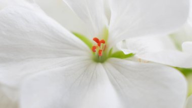 Makro sardunya çiçeğine odaklanmış. Kapat.