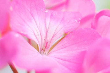 Makro sardunya çiçeğine odaklanmış. Kapat.