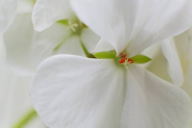 Makro sardunya çiçeğine odaklanmış. Kapat.