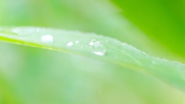 Gotas Água Após Chuva Terminado Uma Pequena Folha Grandes Gotas — Fotografia de Stock