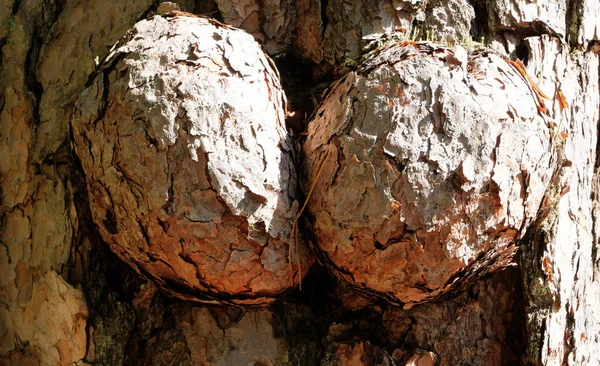Enorme Uitspatting Stam Van Dennenbomen Zieke Zieke Bosboom — Stockfoto
