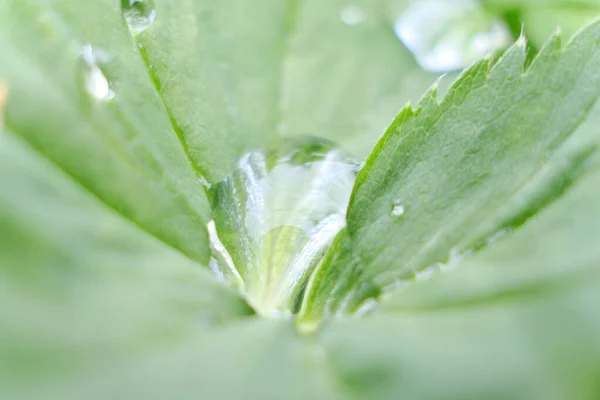 Gotas Água Após Chuva Terminado Uma Pequena Folha Grandes Gotas — Fotografia de Stock