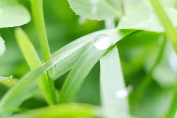 Gotas Água Após Chuva Terminado Uma Pequena Folha Grandes Gotas — Fotografia de Stock