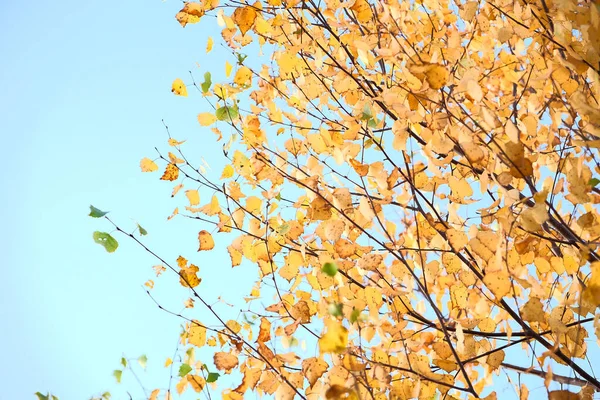Höst landskap med ljusa färgglada blad. natur — Stockfoto