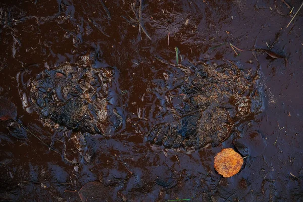 Abdruck des Schuhs auf Schlamm mit Kopierfläche — Stockfoto