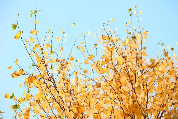 Autumn landscape with bright colorful leaves. nature — Stock Photo, Image