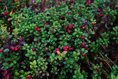 Olgun kırmızı yaban mersini, kekiküzümü ya da çam ağacında yetişen beyaz yosun arka planı