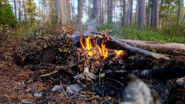 Горящий огонь. Костёр горит в лесу. Текстура пылающего огня. Костер для приготовления пищи в лесу. Горящие сухие ветви. Туристический пожар в лесу. Текстура горящих ветвей. — стоковое видео