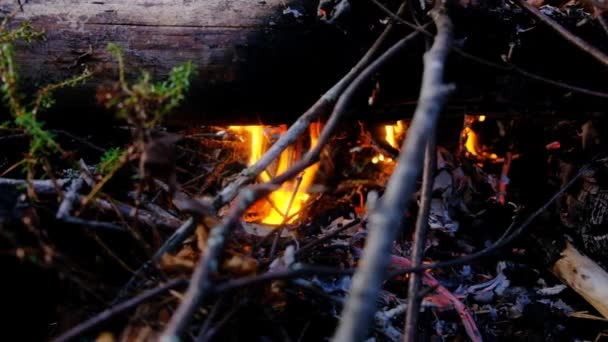 燃烧的火。篝火在森林中燃烧.燃烧的火焰的纹理。在森林里做饭的篝火烧掉干枯的树枝森林里的游客失火了燃烧树枝的结构. — 图库视频影像