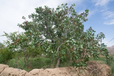 İran'da büyüyen yeşil fıstık ağacı