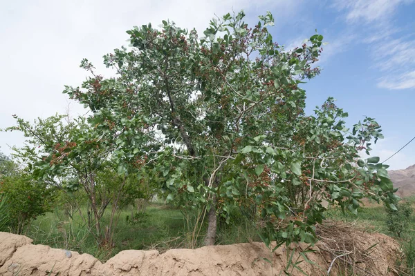 İran'da büyüyen yeşil fıstık ağacı