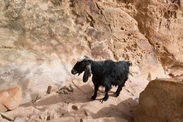 Kozie Zwierzę Naturalnym Tle — Zdjęcie stockowe