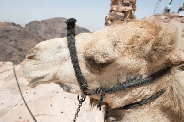 Vista Vicino Camel Petra Giordania — Foto Stock