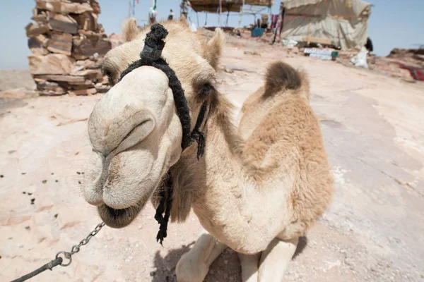 Vista Vicino Camel Petra Giordania — Foto Stock