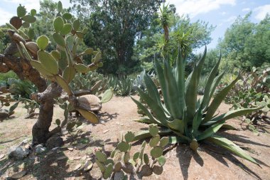 Dubrovnik, Hırvatistan'da bulunan milli parkta kaktüsler