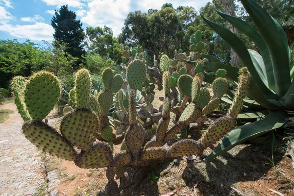 Cactus Nel Parco Nazionale Situato Dubrovnik Croazia — Foto Stock