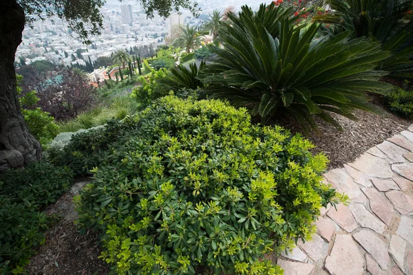Beaux Jardins Bahai Haïfa Israël — Photo