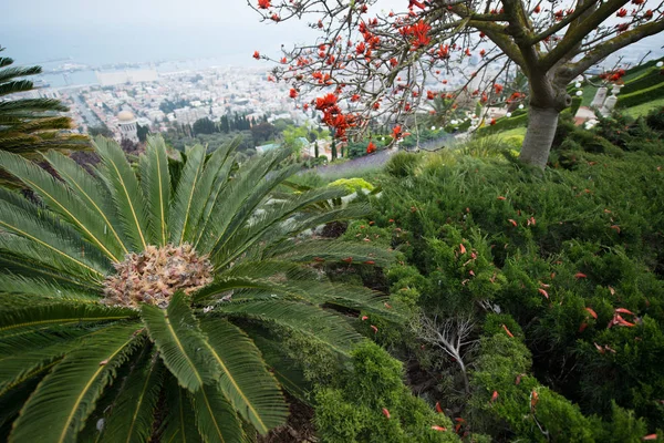 Beaux Jardins Bahai Haïfa Israël — Photo