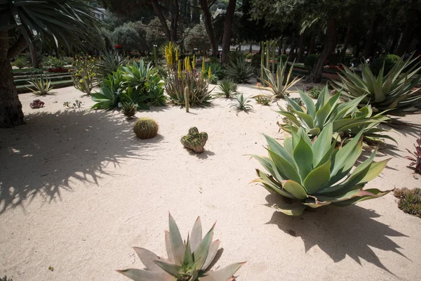 Beaux Jardins Bahai Haïfa Israël — Photo