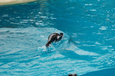 Havuzda deniz aslanları göstermek, Loro parque, Puerto de la Cruz, Santa Cruz de Tenerife, Kanarya Adaları, İspanya  
