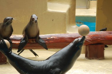 Havuzda deniz aslanları göstermek, Loro parque, Puerto de la Cruz, Santa Cruz de Tenerife, Kanarya Adaları, İspanya  