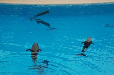 Havuzda yunuslar ile göster, Loro parque, Puerto de la Cruz, Santa Cruz de Tenerife, Kanarya Adaları, İspanya 