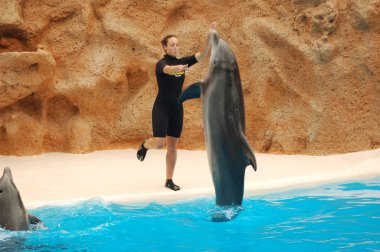 Tenerife, İspanya - Haziran 28, 2011: Havuzda yunuslar ile göster, Loro parque, Puerto de la Cruz, Santa Cruz de Tenerife, Kanarya Adaları, İspanya 